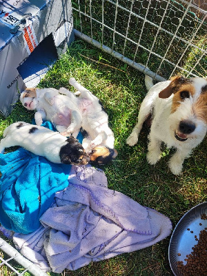 Solaar Jack - Jack Russell Terrier - Portée née le 13/05/2023