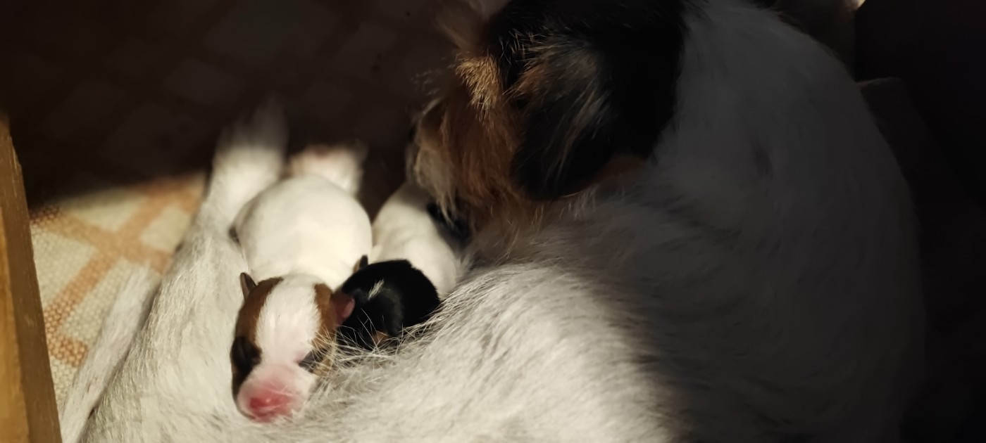Les bébés d'Opium et de Phantom Lord sont nés