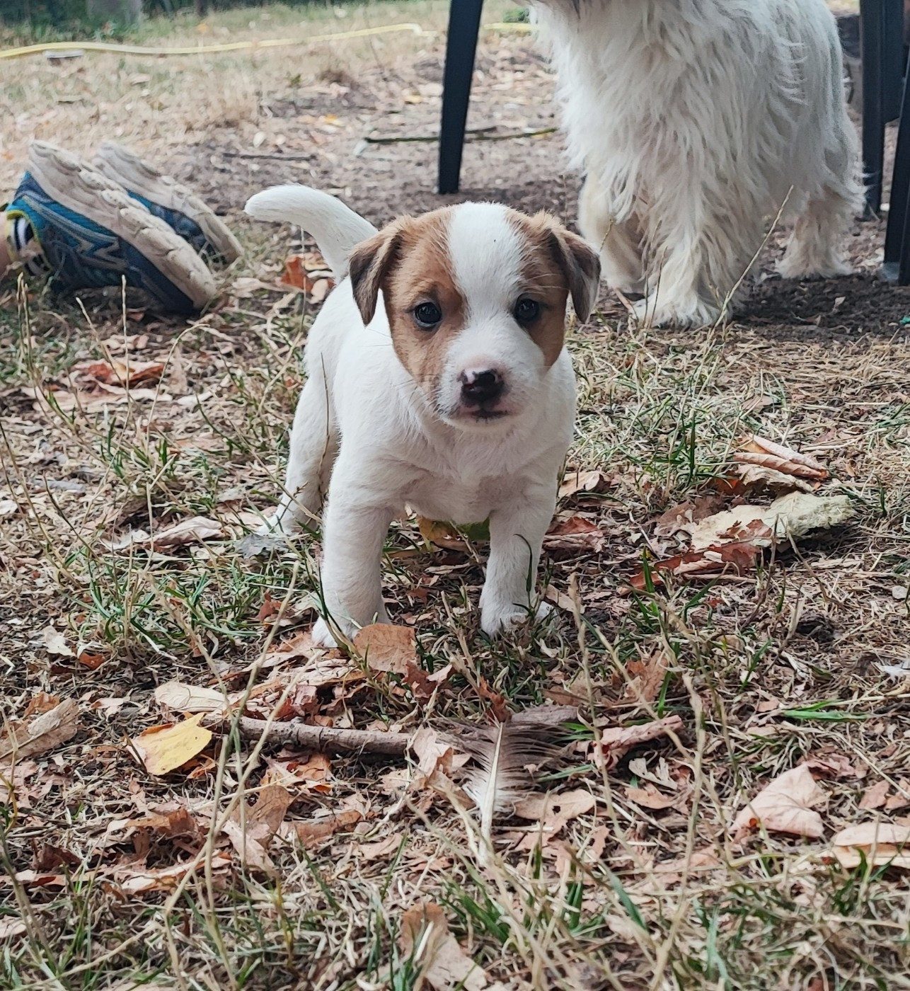 Solaar Jack - Chiots disponibles - Jack Russell Terrier