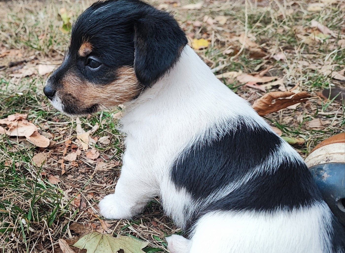 Solaar Jack - Chiots disponibles - Jack Russell Terrier