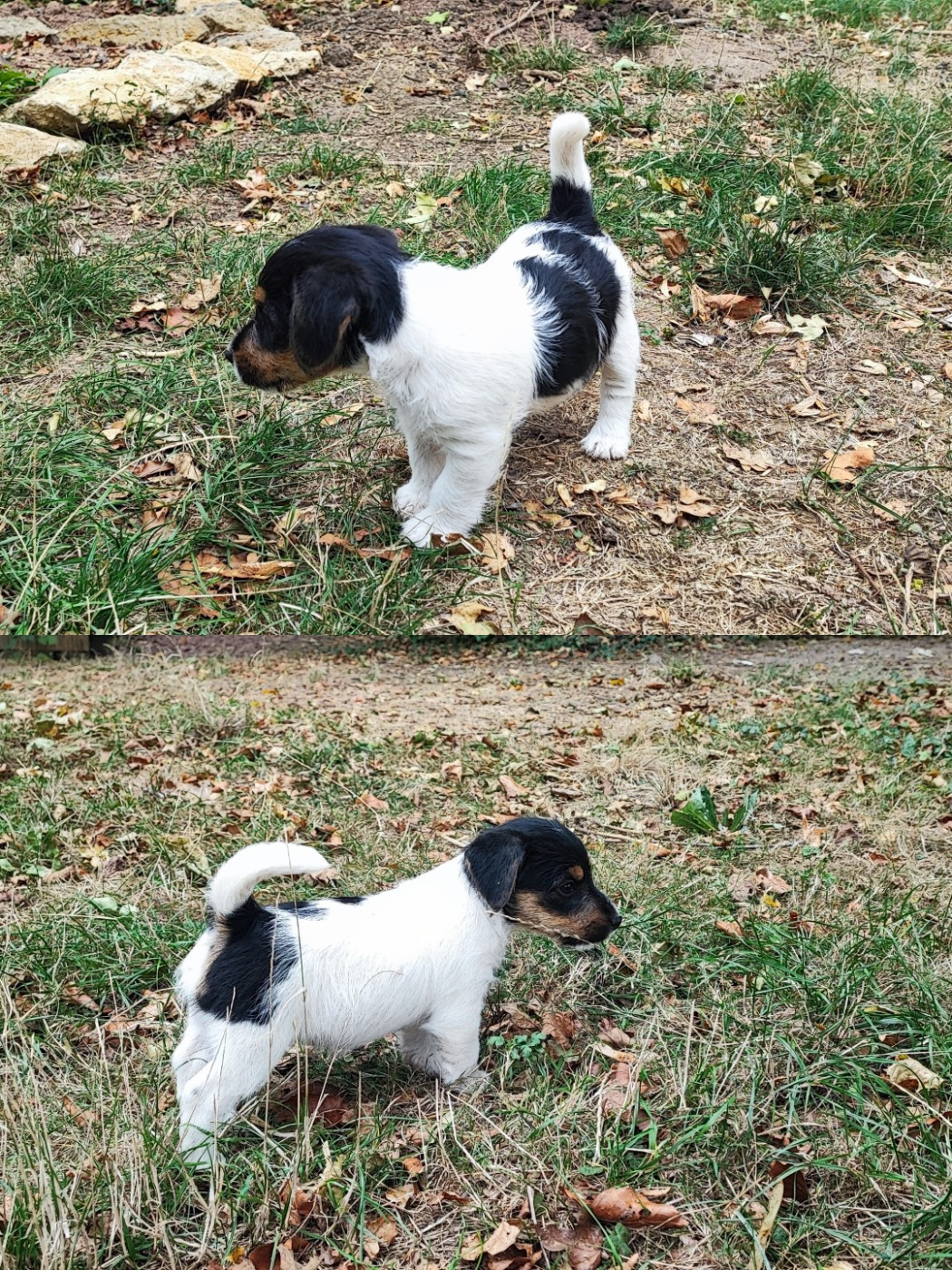 Solaar Jack - Chiots disponibles - Jack Russell Terrier
